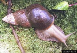  Giant African snail; photo by Yuri Yashin, achatina.ru, Bugwood.org 
