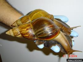  Giant African snail; photo by Roberta Zimmerman, USDA APHIS, Bugwood.org 
