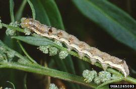  Cotton bollworm larva; photo by Paolo Mazzei, Bugwood.org 
