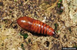  Cotton bollworm pupa; photo by Paolo Mazzei, Bugwood.org 
