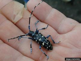  Citrus longhorned beetle adult; photo by Art Wagner, USDA - APHIS, Bugwood.org 
