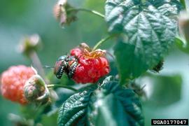  Japanese beetle on raspberry fruit; photo by European and Mediterranean Plant Protection Organization, Bugwood.org 
