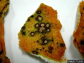  Citrus black spot symptoms on orange; Cesar Calderon, Cesar Calderon Pathology Collection, USDA APHIS PPQ, Bugwood.org 
