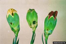  Cotton bollworm damage to carnation buds; photo by Central Science Laboratory, Harpenden, British Crown, Bugwood.org 
