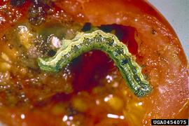  Cotton bollworm larva in tomato; photo by W. Billen, Pflanzenbeschaustelle, Weil am Rhein, Bugwood.org 
