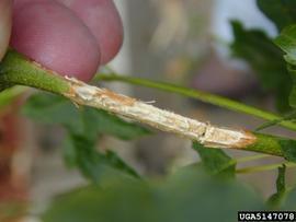  Citrus longhorned beetle damage on a bonzai maple; photo by Art Wagner, USDA-APHIS, Bugwood.org 
