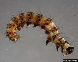  Cotton bollworm larva; photo by Charles Olsen, USDA APHIS PPQ, Bugwood.org 
