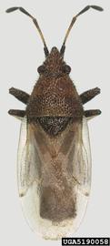  Cottonseed bug adult, dorsal view; photo by Natasha Wright, Braman Termite & Pest Elimination, Bugwood.org 
