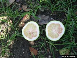  Citrus greening disease symptoms on pumelo; photo by Florida Division of Plant Industry , Florida Department of Agriculture and Consumer Services, Bugwood.org 
