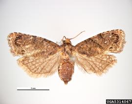  False codling moth adult; photo by Pest and Diseases Image Library, Bugwood.org 
