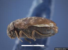  Khapra beetle adult, lateral view; Pest and Diseases Image Library , Bugwood.org 
