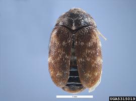  Khapra beetle adult, dorsal view; Pest and Diseases Image Library , Bugwood.org 
