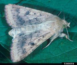  Cotton bollworm adult; photo by Merle Shepard, Gerald R.Carner, and P.A.C Ooi, Insects and their Natural Enemies Associated with Vegetables and Soybean in Southeast Asia, Bugwood.org 
