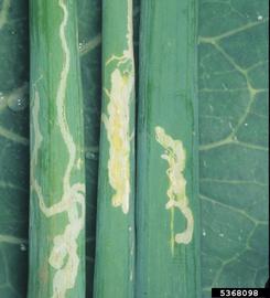  Pea leafminer damage; photo by Merle Shepard, Gerald R.Carner, and P.A.C. Ooi, Insects and their Natural Enemies Associated with Vegetables and Soybean in Southeast Asia, Bugwood.org 
