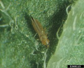  Melon thrips adult; photo by Merle Shepard, Gerald R.Carner, and P.A.C Ooi, Insects and their Natural Enemies Associated with Vegetables and Soybean in Southeast Asia, Bugwood.org 
