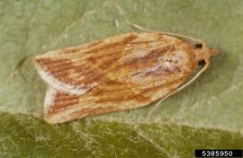  Light brown apple moth adult; photo by Department of Primary Industries and Water, Tasmania, Bugwood.org 
