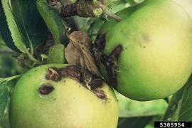  Light brown apple moth damage to apple fruit; photo by Department of Primary Industries and Water, Tasmania, Bugwood.org 
