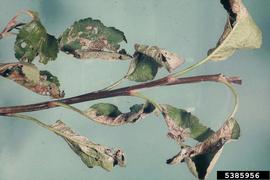  Light brown apple moth damage to apple leaves; photo by Department of Primary Industries and Water, Tasmania, Bugwood.org 
