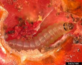  Tomato leafminer larva in tomato; photo by Marja van der Straten, NVWA Plant Protection Service, Bugwood.org 
