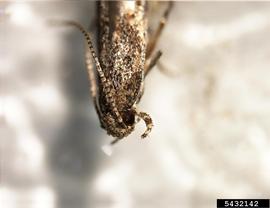  Tomato leafminer adult head; photo by Julieta Brambila, USDA APHIS PPQ, Bugwood.org 
