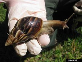  Giant African snail; photo by Andrew Derksen, USDA-APHIS, Bugwood.org 
