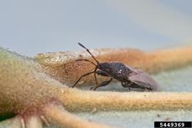  Cottonseed bug adult; photo by Dani Barchana, Bugwood.org 
