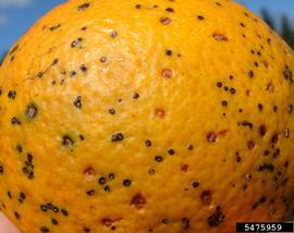  Citrus Black Spot 
