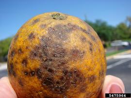  Citrus Black Spot 
