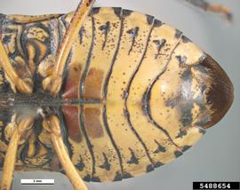  Yellow-spotted stink bug adult, ventral view of abdomen; photo by Pest and Diseases Image Library, Bugwood.org 
