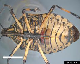  Yellow-spotted stink bug adult, ventral view; photo by Pest and Diseases Image Library, Bugwood.org 
