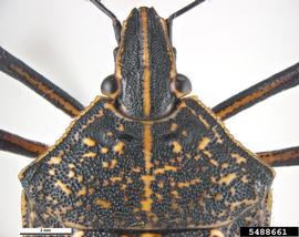  Yellow-spotted stink bug adult, dorsal view of head and thorax; photo by Pest and Diseases Image Library, Bugwood.org 
