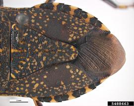  Yellow-spotted stink bug adult, dorsal view of abdomen; photo by Pest and Diseases Image Library, Bugwood.org 
