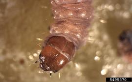  European grapevine moth larva head; photo by Todd Gilligan and Marc Epstein, TortAI: Tortricids of Agricultural Importance, USDA APHIS PPQ, Bugwood.org 
