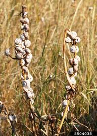  Eastern heath snail; photo by Ian Foley, Montana Department of Agriculture, Bugwood.org 
