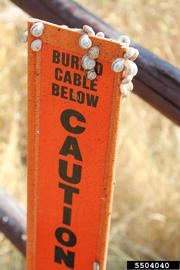  Eastern heath snail; photo by Ian Foley, Montana Department of Agriculture, Bugwood.org 
