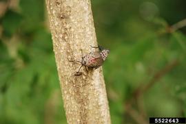  Spotted lanternfly adults mating on tree-of-heaven; photo by Lawrence Barringer, Pennsylvania Department of Agriculture, Bugwood.org 
