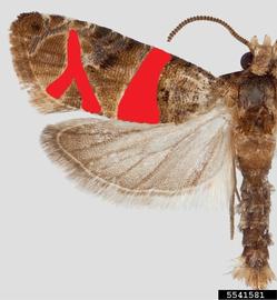  European grapevine moth adult; Todd Gilligan, Screening Aids, USDA APHIS PPQ, Bugwood.org 
