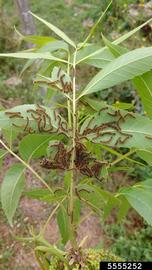  Black butterfly larvae on pecan; photo by Jonas Janner Hamann, Universidade Federal de Santa Maria (UFSM), Bugwood.org 
