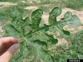  Melon thrips damage on watermelon leaf; photo by Gerald Holmes, Strawberry Center, Cal Poly San Luis Obispo, Bugwood.org 
