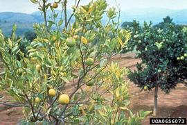  Citrus greening disease symptoms on orange; photo by H.D. Catling, Bugwood.org 
