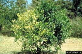  Citrus greening disease symptoms on orange; photo by J.M. Bové, INRA Centre de Recherches de Bordeaux, Bugwood.org 
