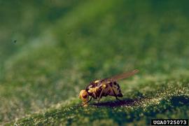  Pea leafminer adult; photo by National Plant Protection Organization, the Netherlands, Bugwood.org 
