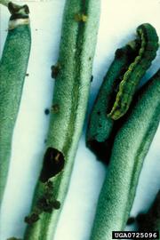  Cotton bollworm larvae on French beans; photo by SRPV, Ile de France, Les Services Régionaux de la Protection des Végétaux, Bugwood.org 
