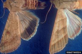  Cotton bollworm adult (left),  Heliothis virescens  (right); photo by W. Billen, Pflanzenbeschaustelle, Weil am Rhein, Bugwood.org 
