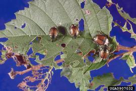  Japanese beetle adults and damage; photo by Ronald S. Kelley, Vermont Department of Forests, Parks and Recreation, Bugwood.org 
