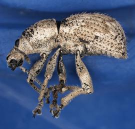  Weevil ( Anomadus obliquus ) adult, lateral view; photo by P. Johnson, USDA APHIS PPQ  
