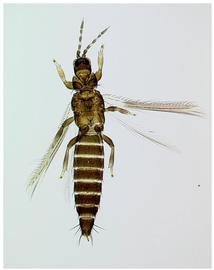  Kelly's citrus thrips slide-mounted male; photo by L. Mound, CSIRO 
