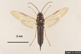  Sirex woodwasp female, dorsal view; photo by P. Lillywhite & K. Walker, PaDIL 
