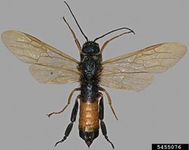  Sirex woodwasp male, dorsal view; photo by S. Valley, Oregon Dept. of Agriculture, Bugwood.org 
