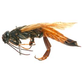  Sirex woodwasp male, lateral view; photo by H. Goulet, CNC, Sawfly GenUS 
